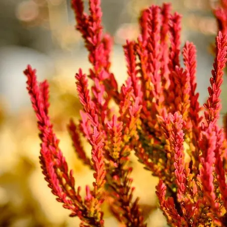 Chalet Na Spiszu Czarna Góra