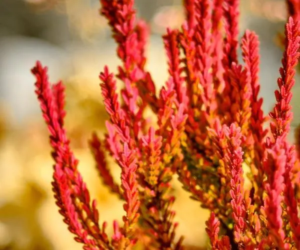 Alpesi faház Na Spiszu Czarna Góra